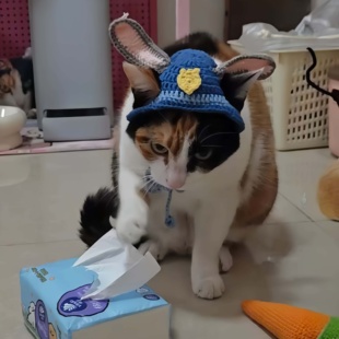 抖音同款蒸蚌小猫漏耳朵帽子手工编织朱迪尼克同款兔子警官宠物帽