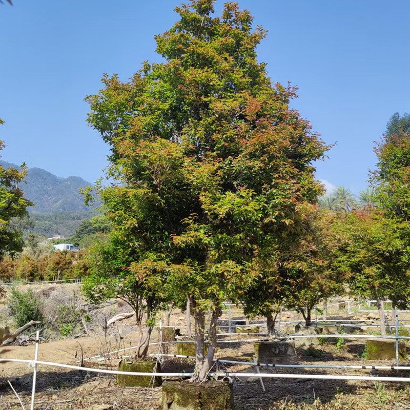 大树龄沙巴嘉宝果袋苗庭院大型绿植盆栽院子景观树果树台湾树葡萄