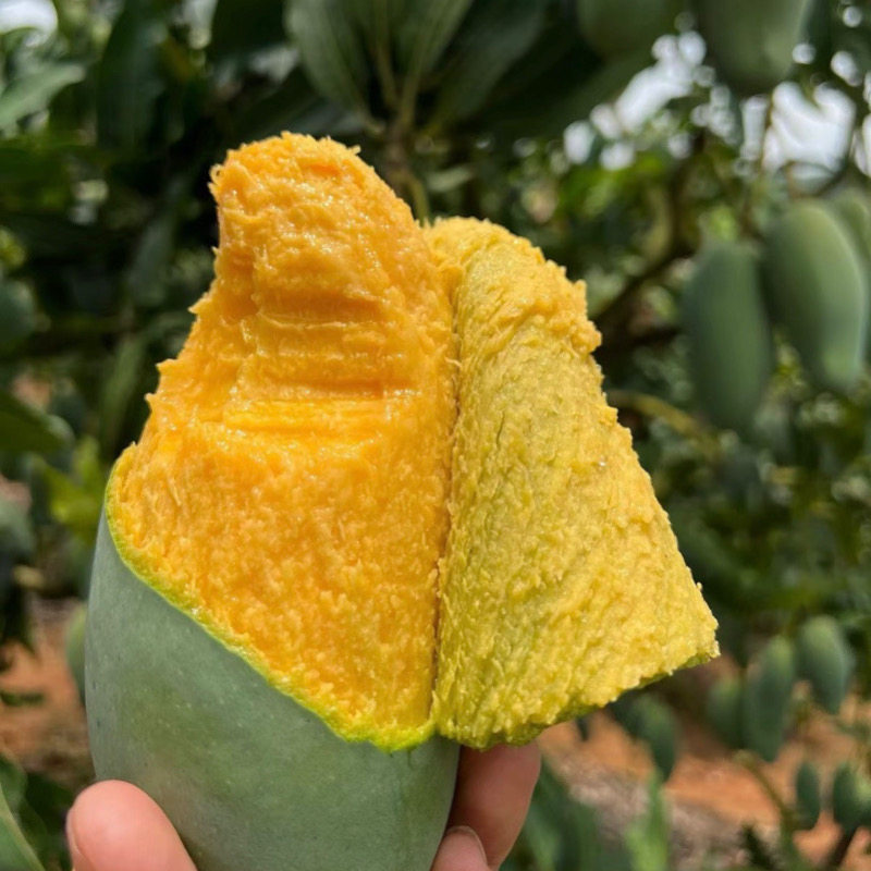 正宗云南元江桂七芒果现摘现发当季孕妇新鲜水果青皮纯甜芒果