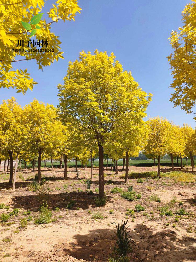 金叶白蜡树苗对接白蜡树小苗别墅庭院道路大型耐寒风景树速生白蜡