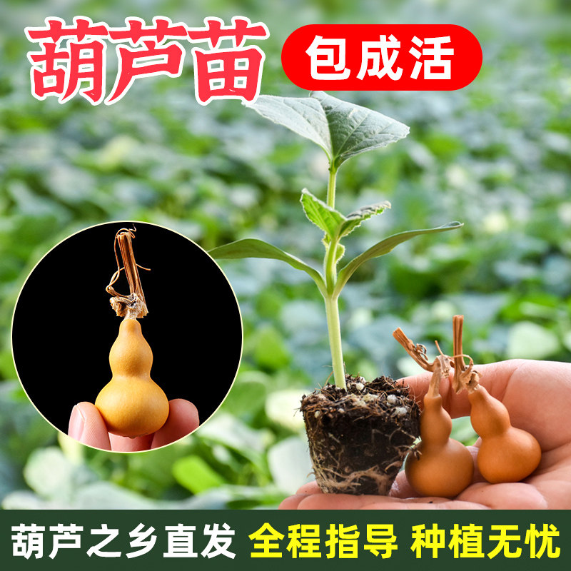 八宝葫芦滕苗巨型大葫芦葫芦籽种大全手捻小葫芦苗子盆栽特小文玩
