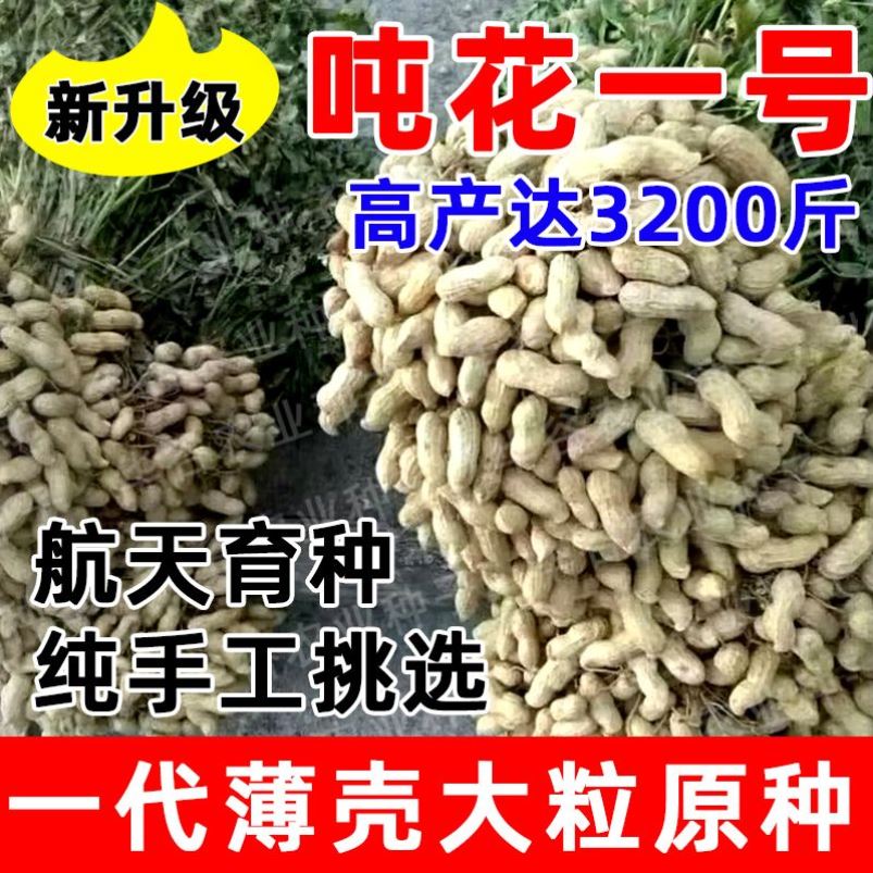 高产花生种子吨花一号888粒大皮薄一代原种原装正品农科院新品种
