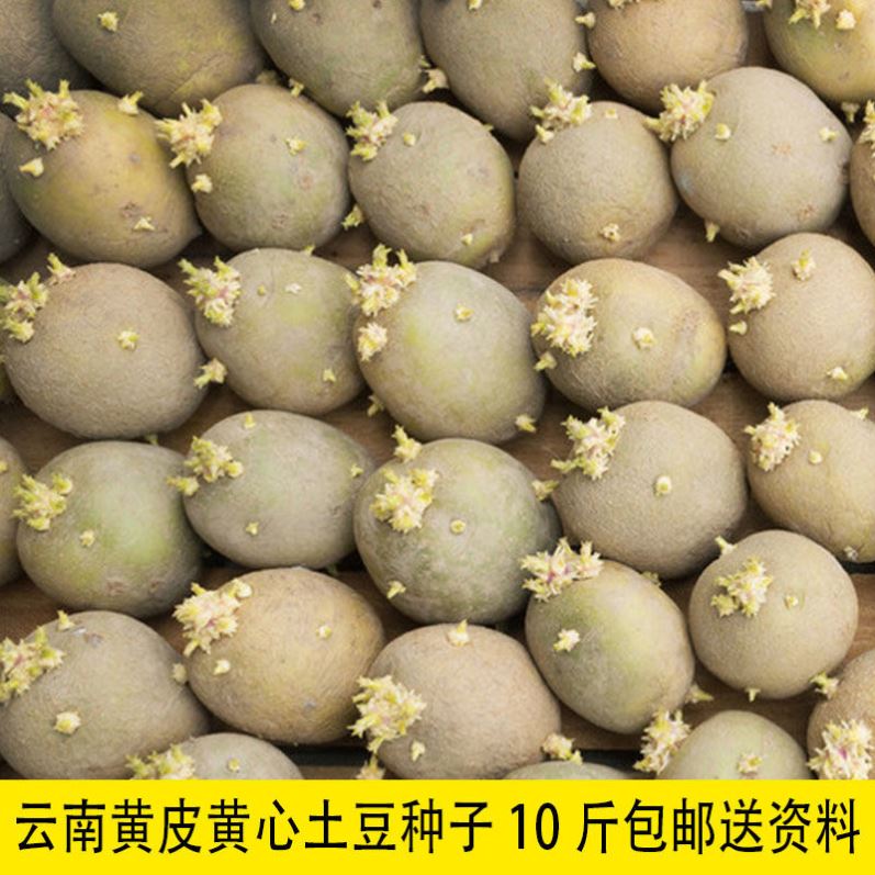 黄心土豆种子马铃薯种子早熟土豆种子黄皮土豆种子红皮土豆种子