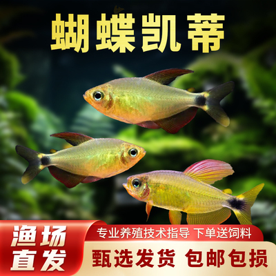蝴蝶凯蒂灯鱼南美进口热带观赏鱼高端稀有品种蝴蝶黄红凯蒂鱼活体