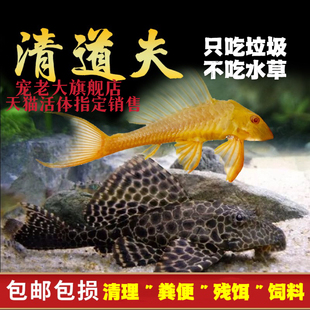 淡水垃圾鱼热带鱼清道夫鱼红眼女王大帆豹纹清洁工鱼缸清洁鱼异型