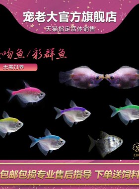 接吻鱼白接吻鱼红色亲嘴鱼热带鱼观赏鱼活体鱼彩裙鱼七彩鱼宠物鱼