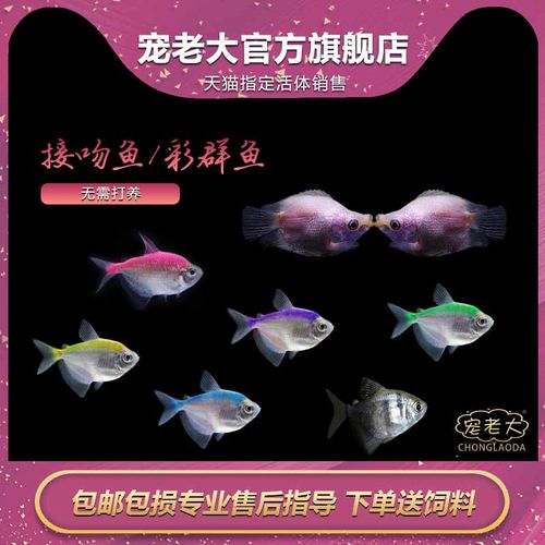 接吻鱼金草热带鱼活体好养亲嘴鱼