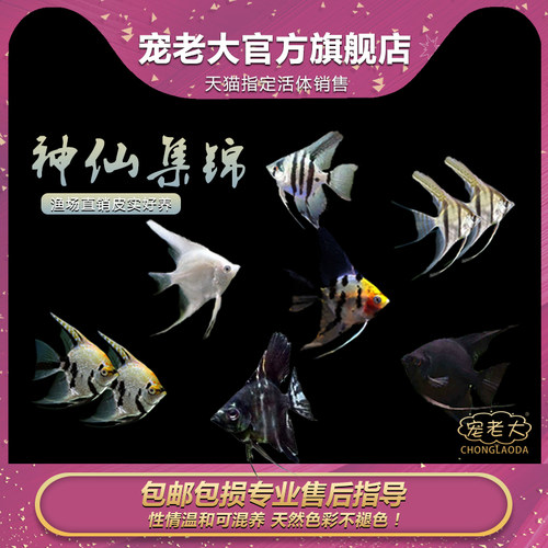 秘鲁小型淡水蓝魔七彩神仙鱼