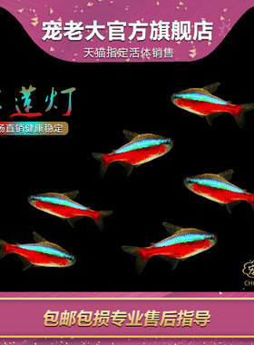 小型淡水鱼活体草缸宝莲灯