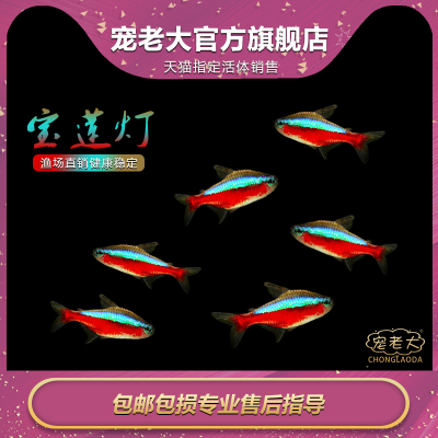 小型淡水鱼活体草缸宝莲灯