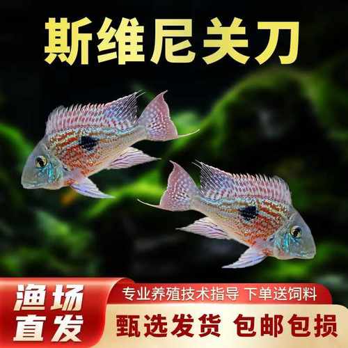 关刀鱼活体南美食土鲷元宝凤凰斯维尼红珍珠蓝宝石关刀热带观赏鱼