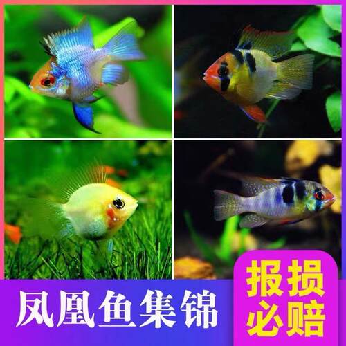阿凡达荷兰草缸活体凤凰鱼