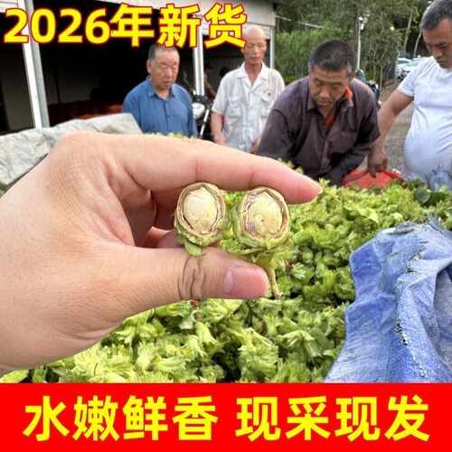 2026年新货新鲜大榛子带绿皮青皮水仁水瓤东北薄皮野生绿皮榛子