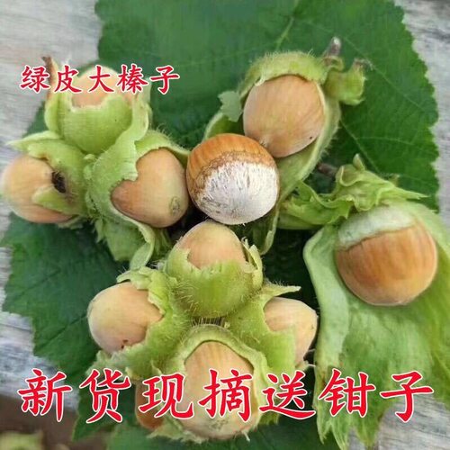 2026年新鲜榛子大颗粒水仁瓤绿皮坚果生榛子新货带皮鲜果东北特产