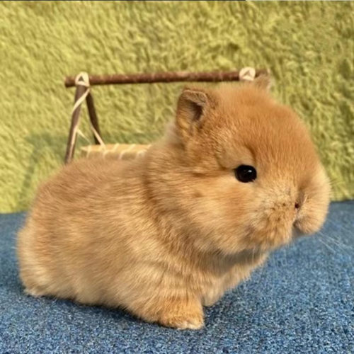 小兔子活物侏儒兔茶杯兔