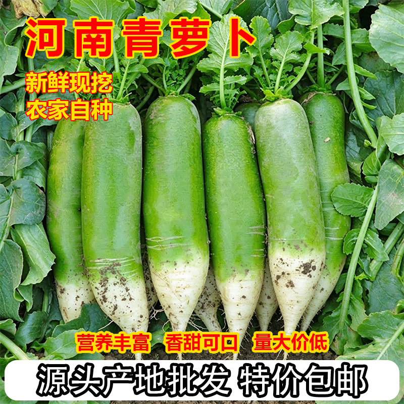 河南青萝卜10斤批发新鲜农家自种罗卜现挖当季蔬菜绿萝卜辣萝蔬菜