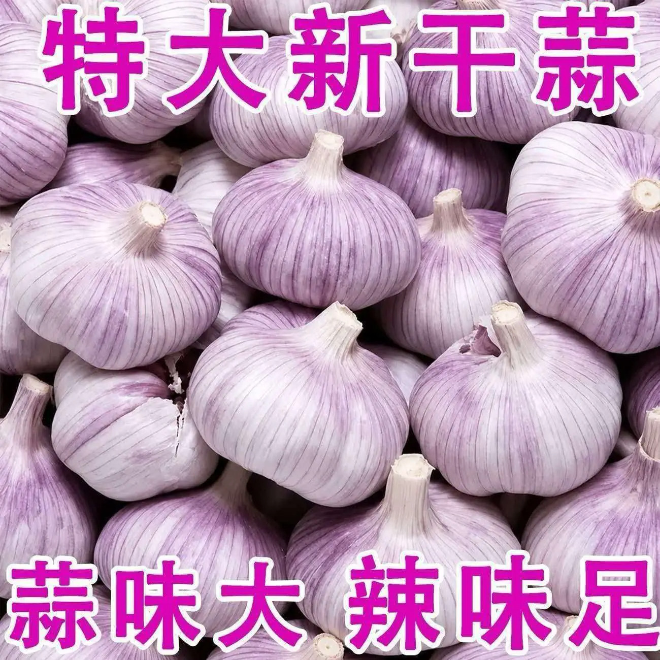 超低价新干蒜河南大蒜头10斤整箱干蒜5斤装紫皮独头鲜蒜特大红蒜