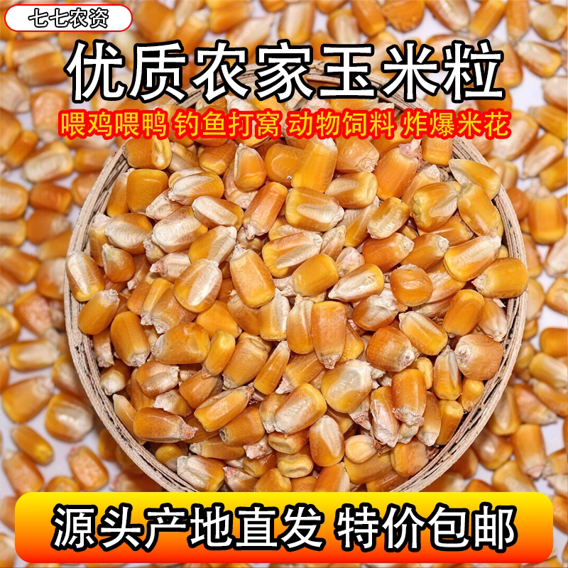 玉米粒农家喂鸡喂鸭动物饲料钓鱼打窝爆米花专用批发大颗粒包谷籽
