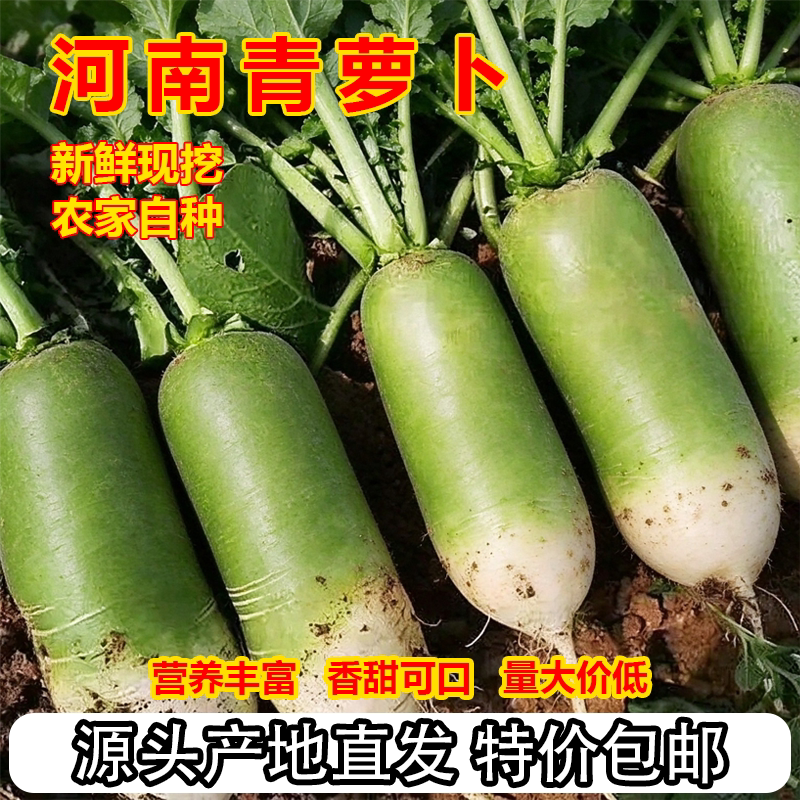 河南青萝卜新鲜农家自种罗卜现挖