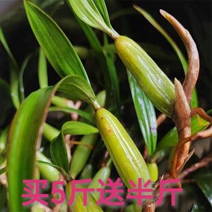 石橄榄新鲜双叶中果石仙桃野生煲汤泡茶滋补品中草药