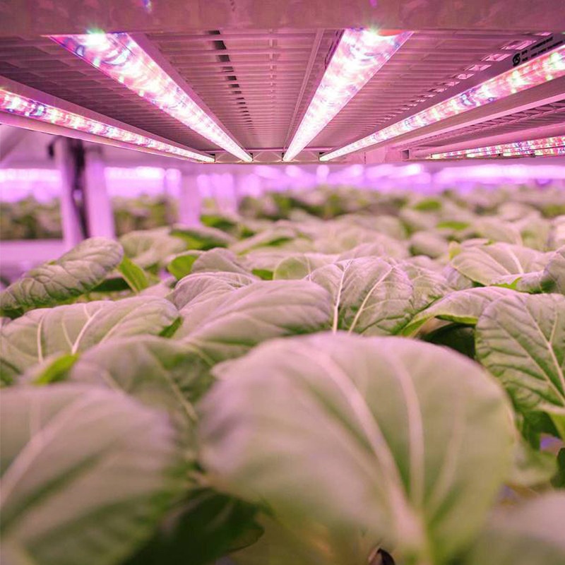 植物生长灯全光谱红色和蓝色植物灯蔬菜叶花绿色植物幼苗多肉植物