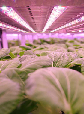 植物生长灯全光谱红色和蓝色植物灯蔬菜叶花绿色植物幼苗多肉植物