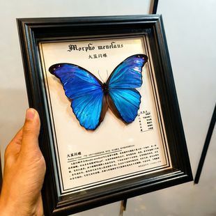 大蓝闪蝶真蝴蝶标本装饰画简约昆虫收藏相框实木墙饰摆件生日礼物