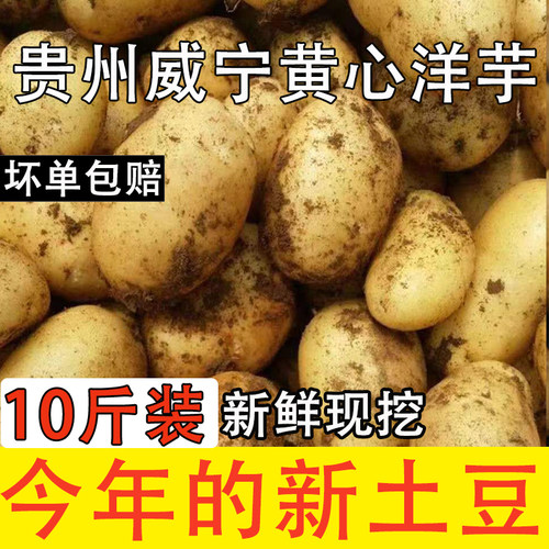 贵州特产威宁黄心米拉洋芋土豆新鲜高山老品种黄皮马铃薯十斤装