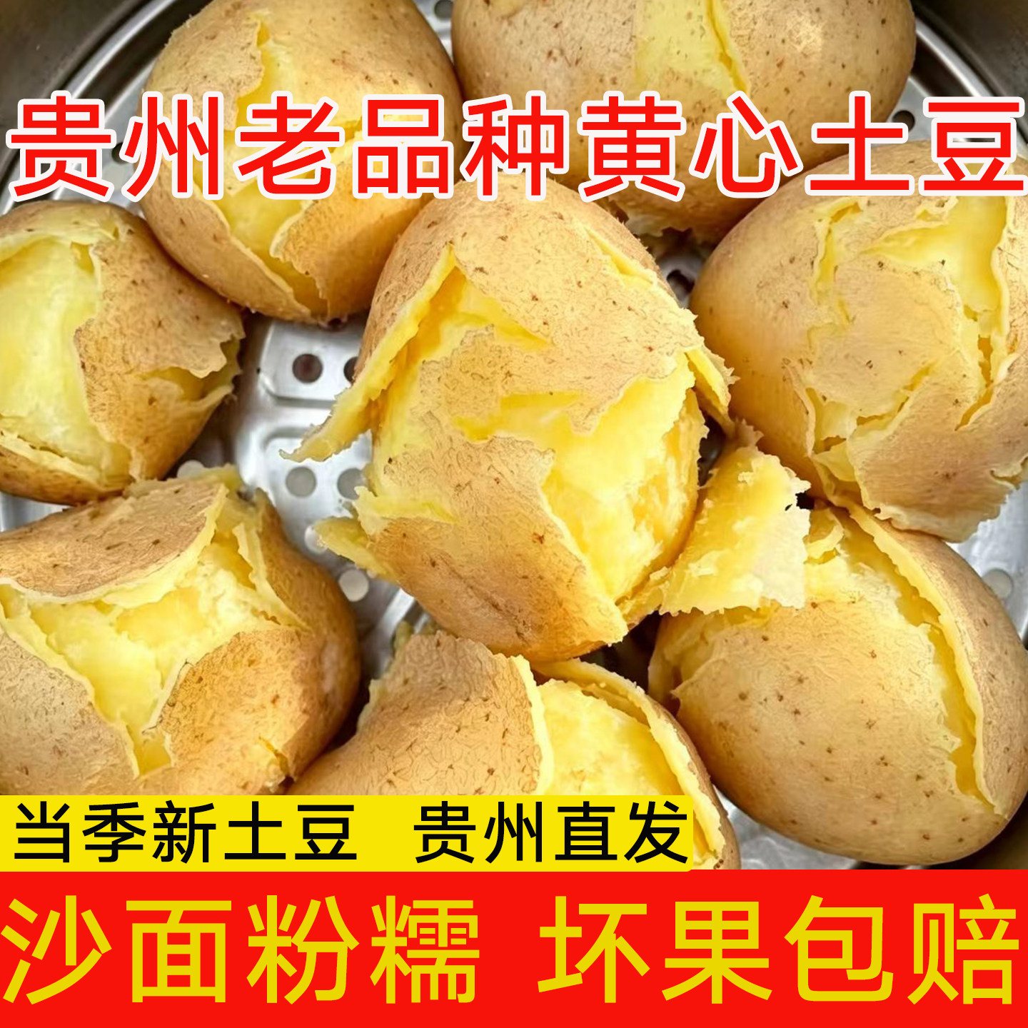 贵州威宁老品种黄心土豆