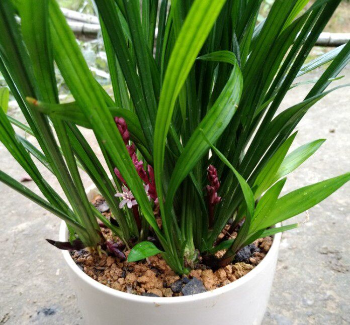 野生吉祥草 紫衣草 观音草室内阳台盆栽土栽水培常春植物包邮
