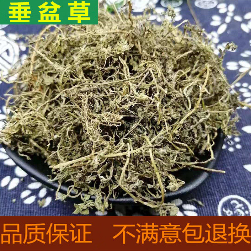 中药材野生垂盆草 垂盆草干货 垂盆草茶野生垂盆草新货500克包邮