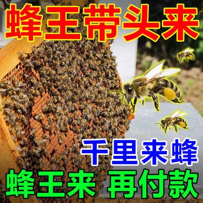 3秒蜂全来】诱蜂膏野外养蜂专用