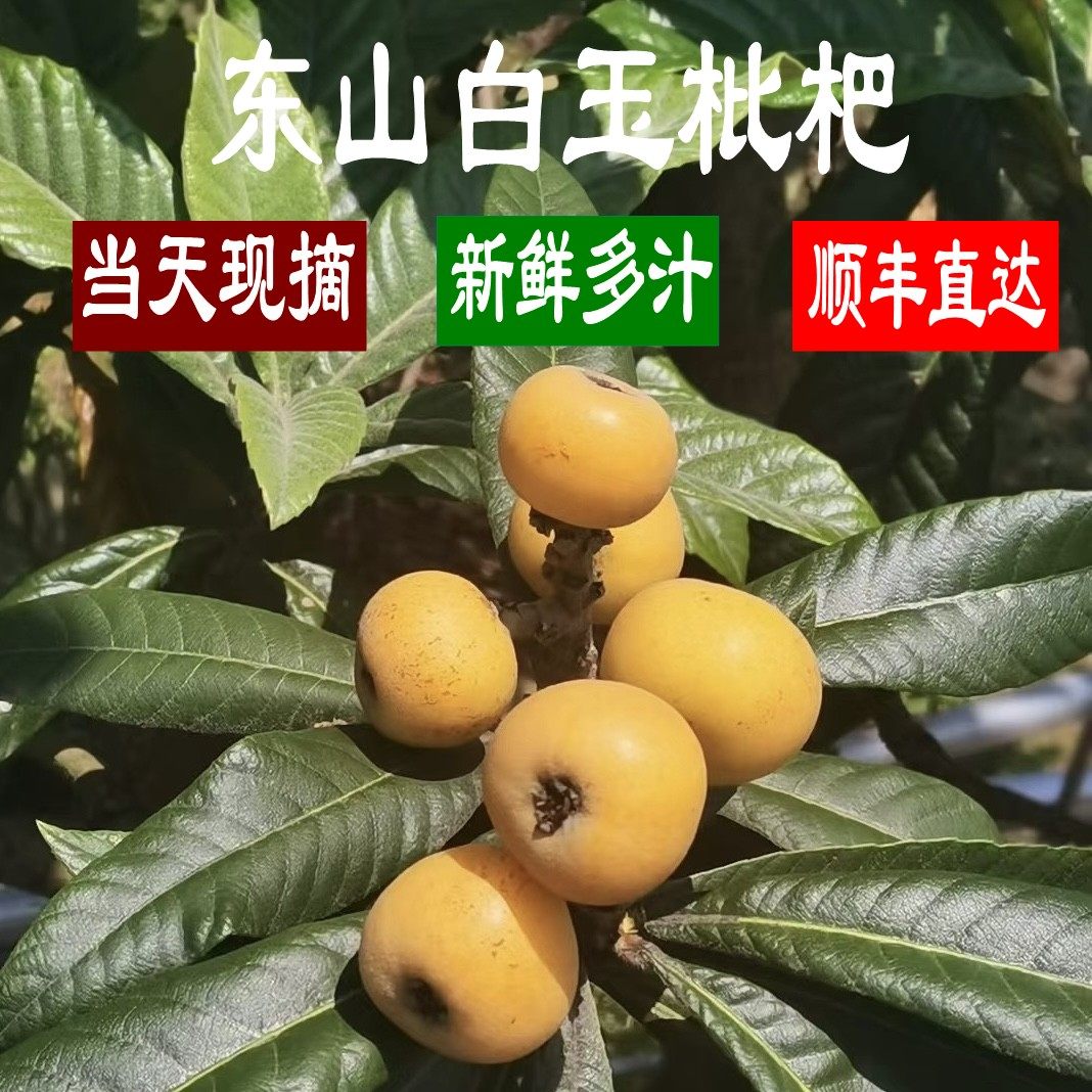 苏州东山白玉枇杷现摘时令水鲜果