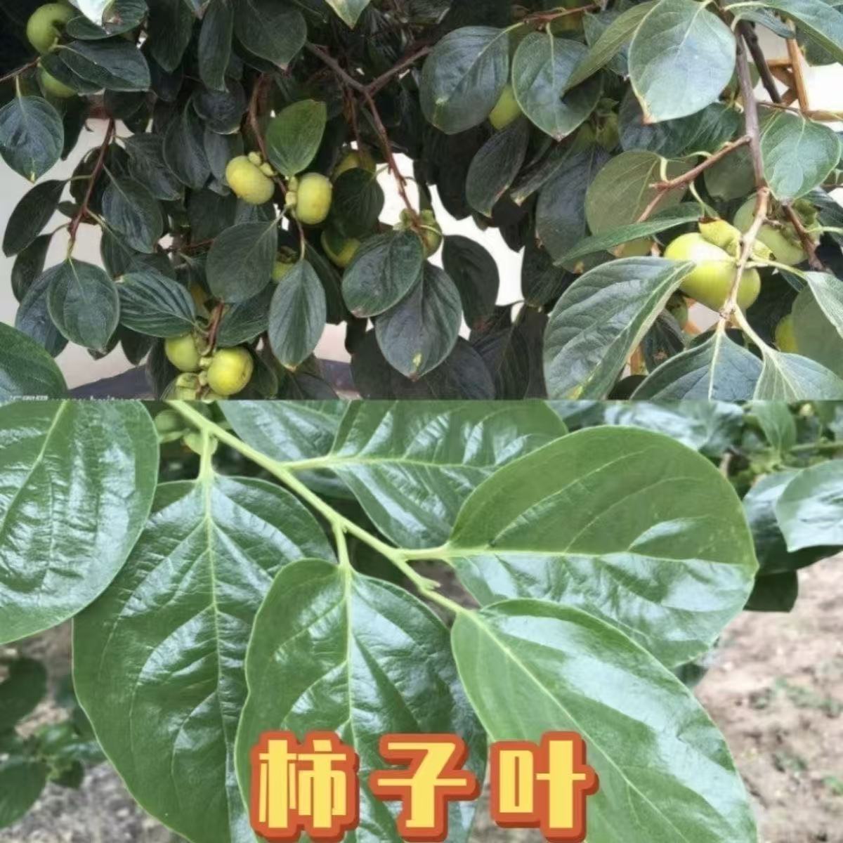 柿子叶茶中药材霜降后