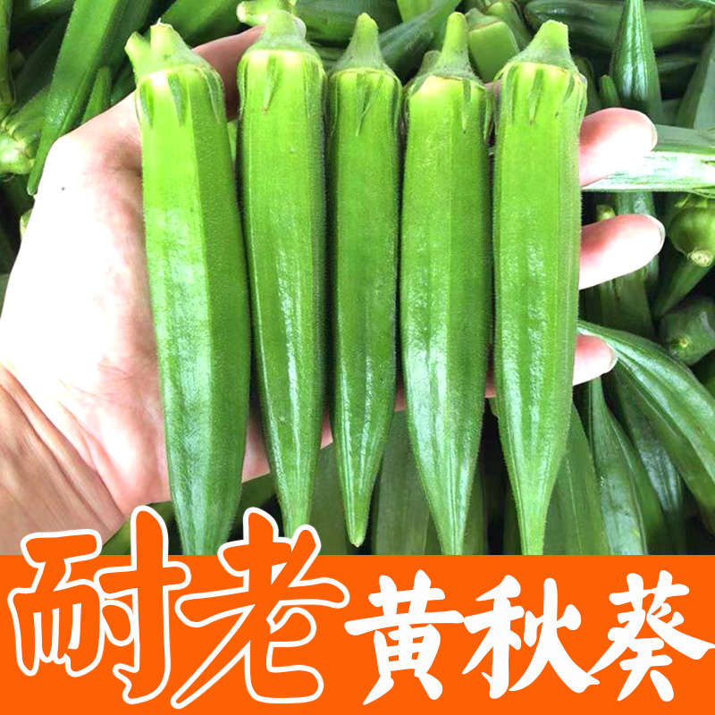 黄绿秋葵蔬菜种籽四季蔬菜