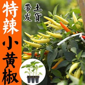 特辣小黄山椒泡椒蔬菜种苗