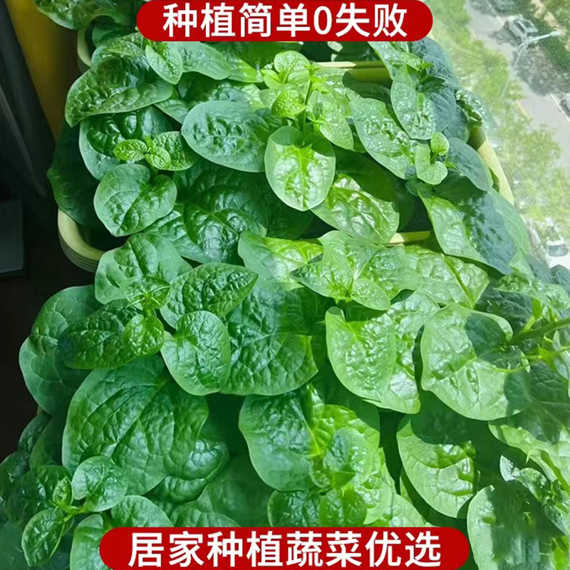 木耳菜苗子种子秧大叶木耳菜种子多次采摘四季阳台盆栽蔬菜种子苗