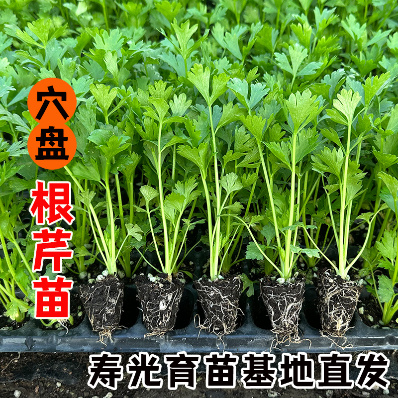 寿光根芹苗秧带土球根茎食用耐寒四季阳台盆栽洋芹种子易活蔬菜籽