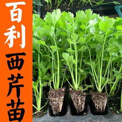 蔬菜四季芹菜种苗百草园