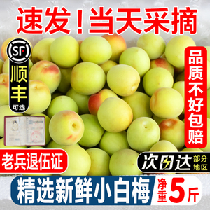 小白梅诏安青梅鲜果高山野生现摘白粉梅泡酒露汁新鲜生酸脆梅子