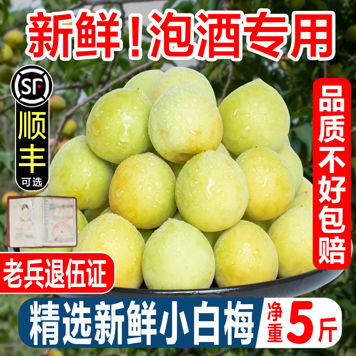 野生小白梅青梅鲜果诏安白梅现摘泡酒野生白梅酵素孕妇酸水果5斤