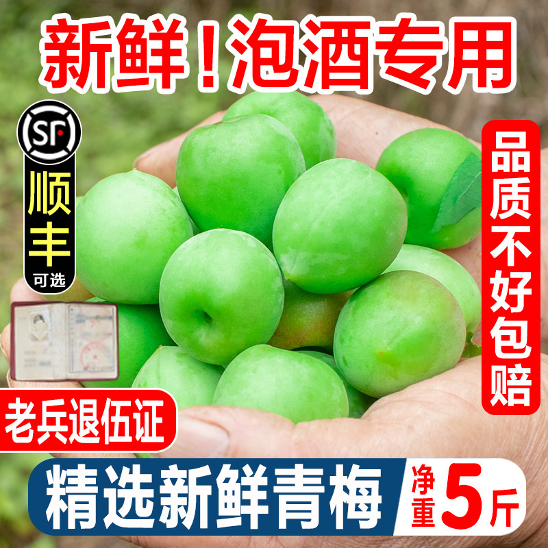 现摘青梅鲜果诏安青梅大果应季鲜梅酸梅泡酒青梅酵素脆梅子酸水果