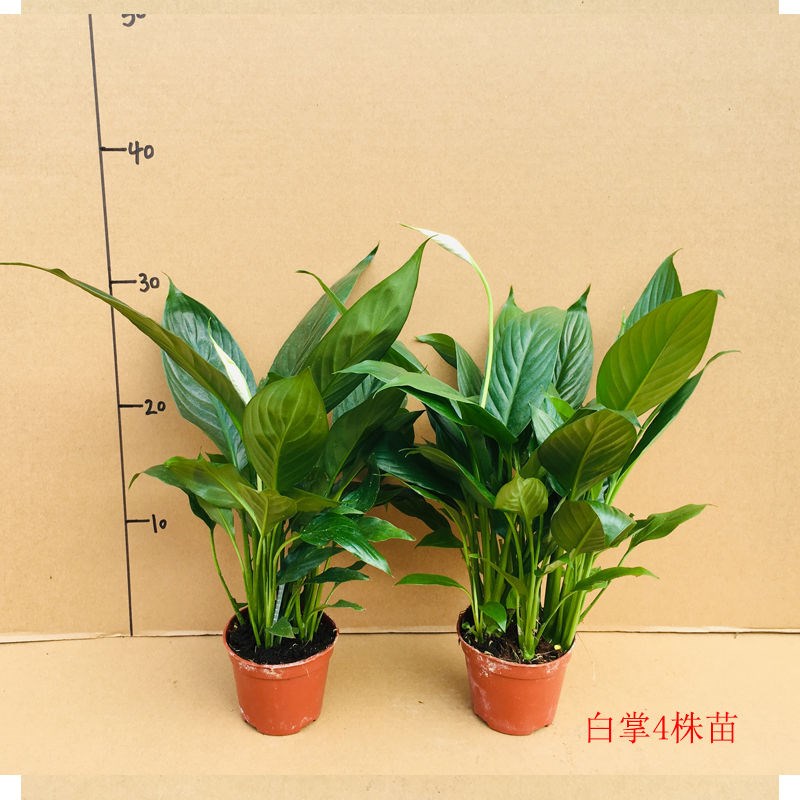 【带花发货】红掌粉掌白掌花室内水培土培盆栽四季开花卉植物绿植