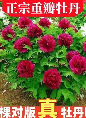 牡丹花苗带芽发货当年开花室内庭院植物盆栽牡丹花包成活