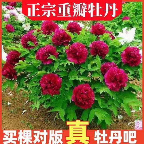 牡丹花苗带芽发货当年开花室内庭院植物盆栽牡丹花包成活