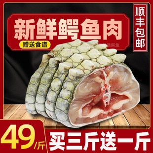 包邮 新鲜鳄鱼鲜活生鲜整只活体现杀带皮产地顺丰空运 新鲜鳄鱼肉