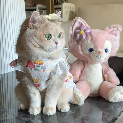 猫咪衣服夏季新款可爱公主裙