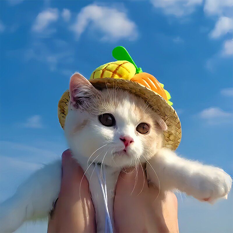 宠物猫咪狗狗帽子夏季薄款透气