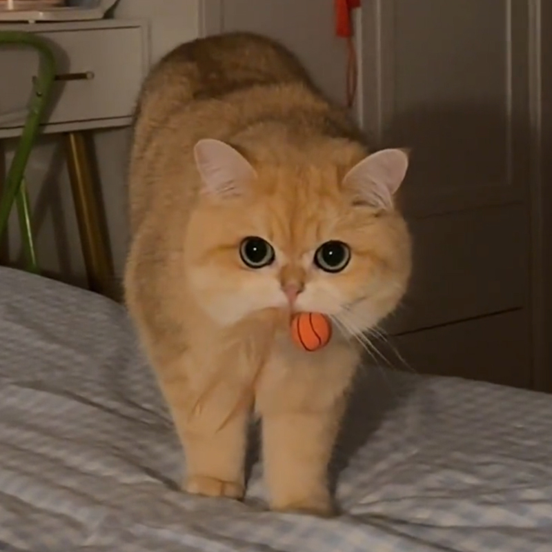 猫咪玩具羽毛逗猫球弹力球自嗨