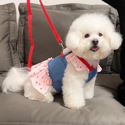 狗狗衣服卡通牛仔裙可牵引胸背